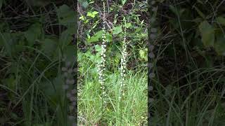 Wildflowers growing in our yard🌿🌱 florida rurallife woodlife wildflowers wildgarden [upl. by Mandych949]