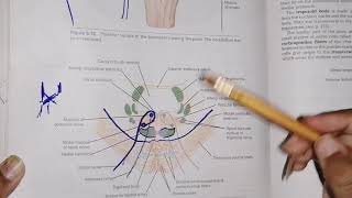 Internal structure of pons part 1  caudad and cranial region explaiation with comparison [upl. by Clarisse550]