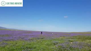 Purple wildflower phacelia super bloom 2019 at Carrizo Plain National Monument [upl. by Kyre500]