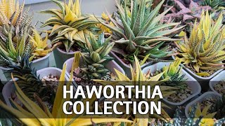 My Full Haworthia Collection Tour [upl. by Pish]