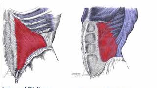 Pectoralis Major Anatomy Origin Insertion amp Action [upl. by Owades]