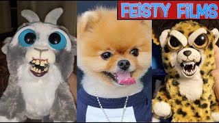 Feisty Pets TikTok Try Not to Laugh Challenge [upl. by Dori]