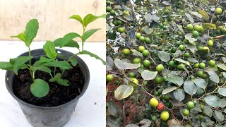 How To Grow JUJUBE Tree From Seeds Simple Work At Home And Easy Way 100 Growing Fast [upl. by Naiviv]