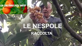 Larte della raccolta le nespole giapponesi [upl. by Cissie]