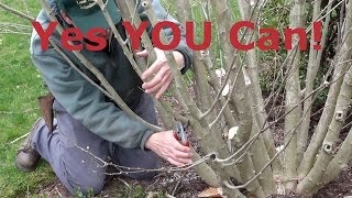 How to Prune Rose of Sharon Hibiscus syriacus [upl. by Becket869]