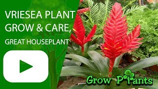 Vriesea  grow amp care great houseplant [upl. by Photima]