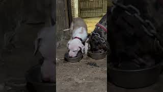 Mama amp Son Feeding puppy yourdog triamericanbully merlebully ddk9 yourpet automobile war [upl. by Lora]