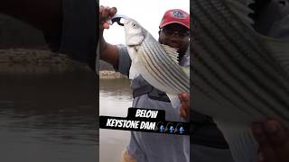 Keystone Dam Striped Bass Fishing keystoneDam oklahomafishing stripedbassfishing tulsafishing [upl. by Niggem]