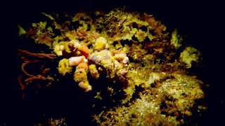 Blunt Decorator Crab Camposcia retusa [upl. by Asehr]