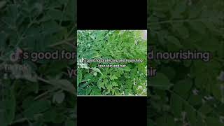 Herbal remedies  Moringa [upl. by Crary]