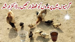 How to Keep Backyard Chickens Cool in Hot Summer Months  Dr ARSHAD [upl. by Nadaha]