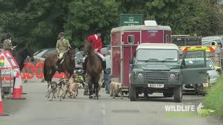 Quantock Staghounds at Anchor Inn  Quiet Day Due to Police Presence [upl. by Tremain]