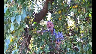 Kurrajong tree and Mistletoe living together [upl. by Puri]