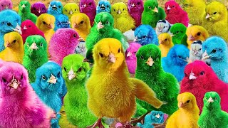 World Cute Chickens Colorful Chickens Rainbows Chickens Cute Ducks Cat RabbitsCute Animals 15 [upl. by Adnoval]