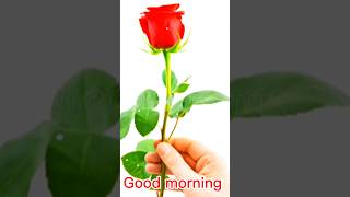 Good morning status 🌹❤️ love sharechat tiktok trending shorts short [upl. by Sitoeht238]