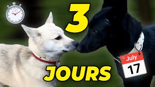 3 JOURS POUR BIEN COMPRENDRE SON CHIEN [upl. by Matthei]