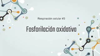 Fosforilación oxidativa paso a paso Respiración celular No 3 [upl. by Horacio]