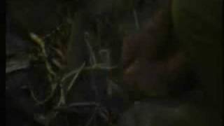 Im A Celeb 2008 Ep 1  Part 5 [upl. by Fast450]