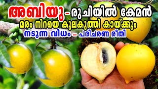 മധുരമൂറും അബിയു പഴം നട്ടുവളർത്താംAbiu Fruit MalayalamAbiu Fruit In KeralaAbiu Fruit Cultivation [upl. by Inalej]