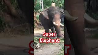 Super elephant [upl. by Odlo]