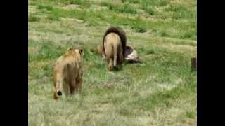 Huge African Male Lions eat first while females wait Respect [upl. by Orme819]