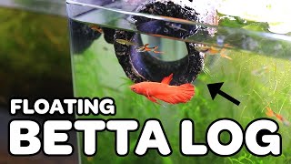 Floating Betta Log  Does it work [upl. by Zabrina]