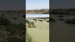 Inside the turquoise green waters of River Kaduna Kaduna Nigeria shorts [upl. by Hauger]