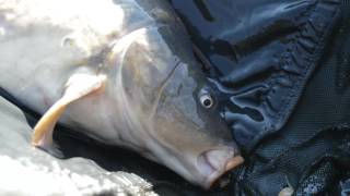 Karpfenangeln am Fluss  Sternstunden Im Hochsommermit Livebiss [upl. by Placido948]