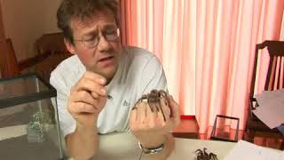 Chilean Rose Hair Tarantula Facts [upl. by Coit]