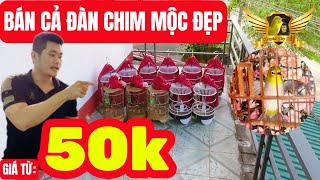 Bán Chim Khuyên Mộc Đã Lọc Loại Tuyển Chọn  Lại Được Tặng Chim Mơ Cánh Nhưng Hơi Đáng Tiếc…  KTB [upl. by Anahoj744]