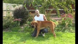 SOUTH AFRICAN BOERBOEL DVD [upl. by Ilise]