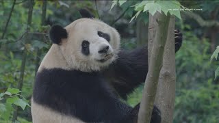 Panda Patrol  San Diego is gearing up for arrival of the pair of bears from China [upl. by Zitah146]