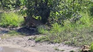 First Lions we found after arriving in Botswana [upl. by Tilagram788]