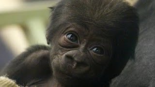 CUTE Adorable baby gorilla meets his sister [upl. by Post]