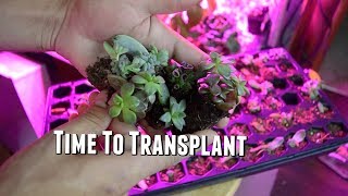 Transplanting Succulents  These propagated Succulents have grown so much [upl. by Cerell]