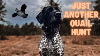 Pudelpointer and Deutsch Drahthaar first Alabama quail hunt of 2022 [upl. by Melli]