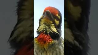 Bird Sound  Coppersmith Barbet [upl. by Ahsienat]