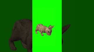 Rabbit Green screen Royalty Free video [upl. by Aderb]