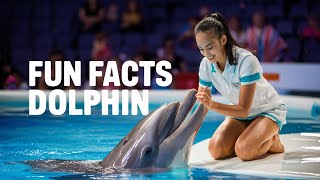 Fascinating Facts About Dolphins [upl. by Vadim]