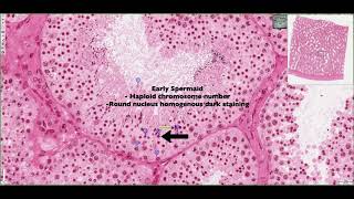 Histology of the Seminiferous Tubules amp Interstitium 4K [upl. by Kunz]