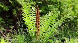 꿩고비Cinnamon Fern [upl. by Verge]