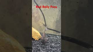 Red Belly Pacu fish aquariumhobbyist pacufish tropicalfish fishtank aquariumfish aquariumideas [upl. by Sihtam409]