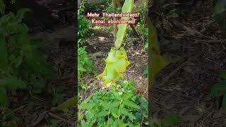 Drachenfrucht wild Thailand thailandurlaub dragonfruit [upl. by Riem]