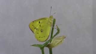 モンキチョウの羽化 Emergence of eastern pale clouded yellow [upl. by Gunnar]