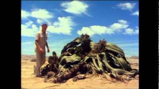 Welwitschia of the Namib desert is truly a bizarre plant a living fossil [upl. by Frieder966]