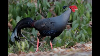 シマハッカン（Siamese Fireback）の群れ [upl. by Harbard]