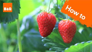 How to grow amp harvest strawberry plants [upl. by Aiciled]