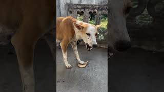 Patali kamariya bole poy poy shortvideo puppy animals [upl. by Htez]