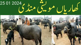 kharian moweshi Mandi 25 jan 2024janwarmandi pkshazar Riaz official [upl. by Essilem270]