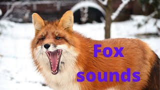 Fox sounds at night  fox noises fox screaming at night [upl. by Neelra911]